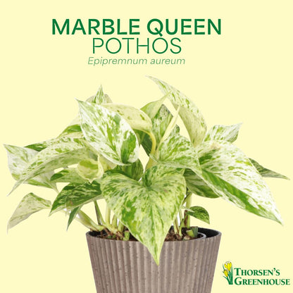 Thorsen's Greenhouse Marble Queen Pothos, Live Indoor Plant, Easy to Grow, Rare Variegated Houseplant, Natural Air Purifier, 6-inch Diameter Pot (Navy)