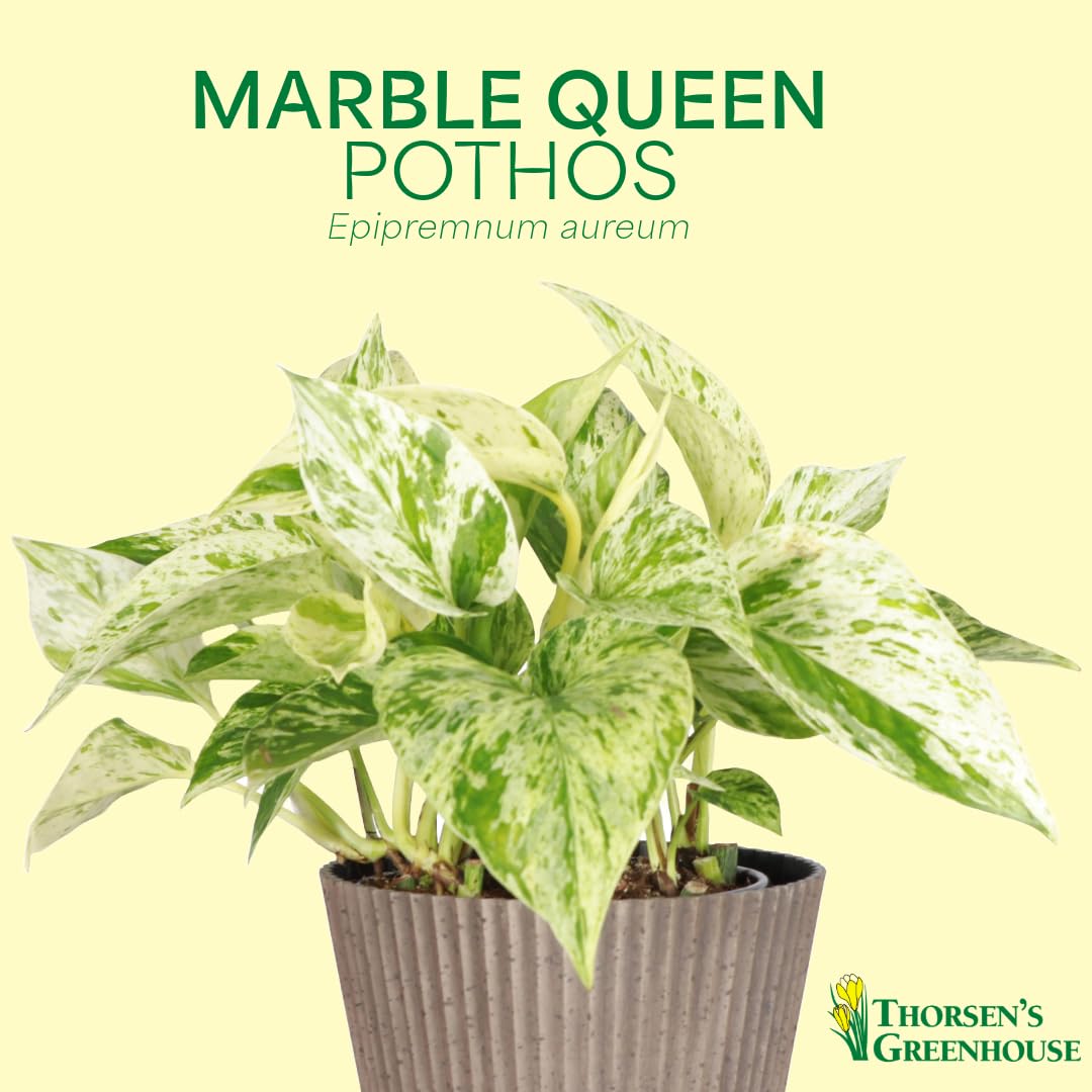 Thorsen's Greenhouse Marble Queen Pothos, Live Indoor Plant, Easy to Grow, Rare Variegated Houseplant, Natural Air Purifier, 4-inch Diameter Pot (3 Pack Nursery Pots)