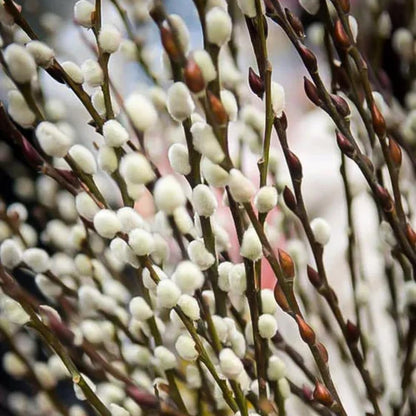 Live Pussy Willow Plant, 1 Year Old Pussy Willow in Gallon Pot, Hardy Ornamental Shrub, Winter Dormant