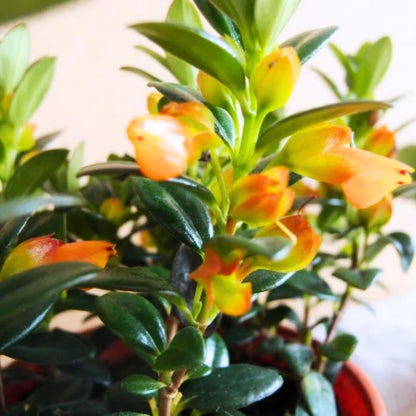 Tropical Goldfish Plant Live, 4" Potted Trailing Houseplant for Indoor or Patio Hanging