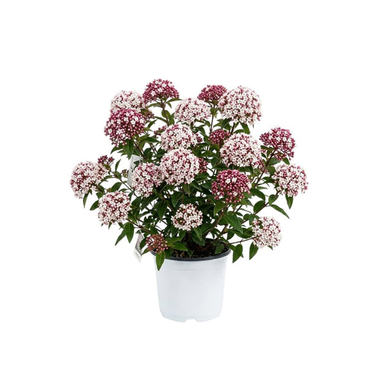 Viburnum Bush Plant Potted, Hardy Flowering Shrub, Rare Viburnum Plant for Outdoor Garden, Landscape, or Hedge, 4-6 Inches (Pink Viburnum)