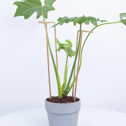 GOOOXIM 12-Inch Monstera Support - 10 Pack Medium Plant Support for Indoor and Outdoor Plants, Durable Stem Holder Trellis for Monstera and Spring Plant Stakes, Ideal for Home, Balcony, and Terrace