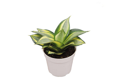 Sansevieria Snake Plants, Live Indoor Plant (Sol radiante, 4 inch)