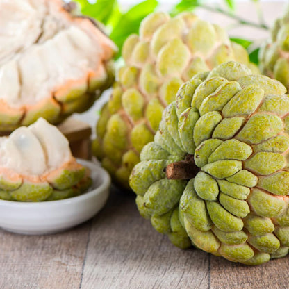 Yellow Sugar Apple Plant Live for Planting 2-3 Feet Tall, 3 Gallon Pot, Annona Squamosa Custard Sugar Apple Tree Live Plant, No Ship to CA
