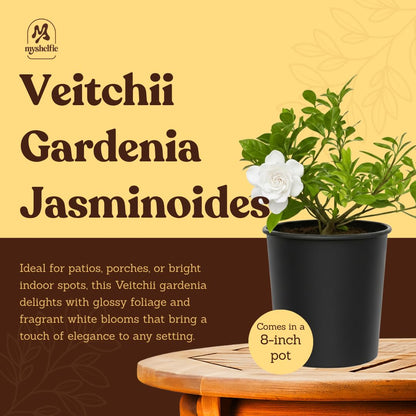 My Shelfie – Gardenia Jasminoides ‘Veitchii’, 1-Gallon Live Fragrant White Flowering Evergreen Shrub for Outdoor Garden, Patio Containers, and Landscape Planting (2)