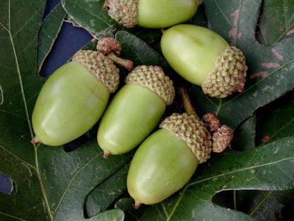 Generic Two Seedling of White Oak Trees - Quercus robur - 10"" to 14"" Tall (See State Restrictions), green