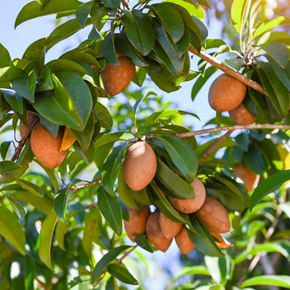 Live Sapodilla Tree, Sapodilla Tree Live Plant, 2-3 Ft Tall, 3 Gallon Pot, Tropical Fruit Plant, Sweet Edible Fruit, Ideal for Outdoor Garden, No Ship to CA