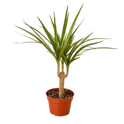 Dracaena Marginata Cane | Live Plant for Indoor & Outdoor | for Living Room, Office, Bathroom | (4" Pot)