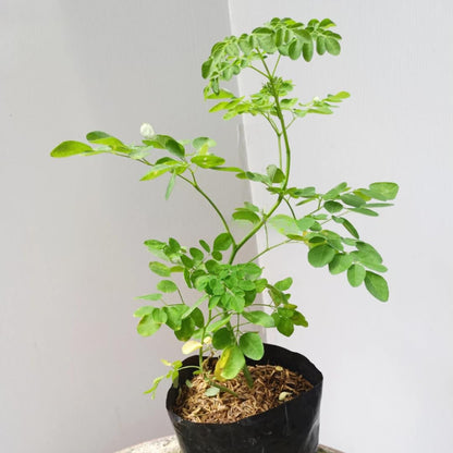 Moringa Tree Live Plant, Malunggay Moring Plant in 4" Pot, 7-10" Well-Rooted, Drumstick Horseradish Trees Live Plants for Planting