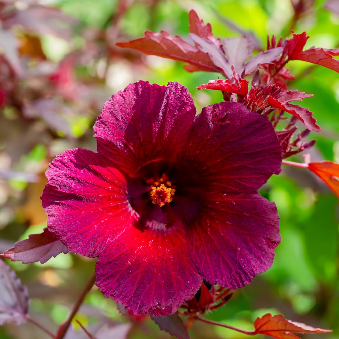 Pack of 2 Live Cranberry Hibiscus Plants, 4-6 Inches Tall, Hardy Flowering Plants, Ready to Grow, Suitable for Indoor or Outdoor Planting