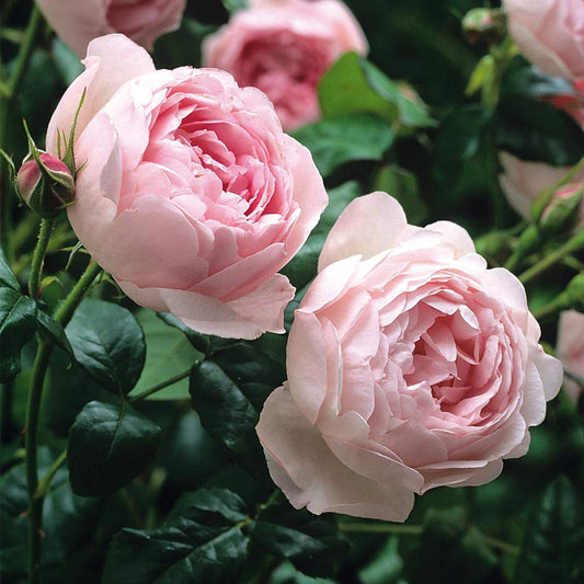 Heirloom Roses David Austin Rose Plant - Scepter'd Isle® Pink Rose Bush, English Roses Live Plant for Planting Outdoors