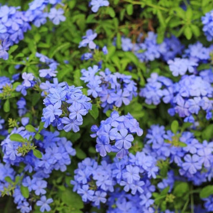 Pack 3 Blue Plumbago Plants, 4-7" Tall Live Blue Plumbago Starter Plant, Flowering Shrub for Garden Containers
