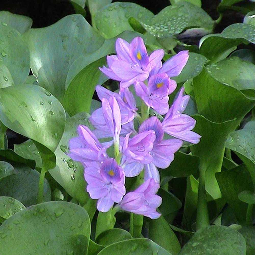 Water Hyacinth Live Floating Plants for Ponds, Large Size, 2 Count