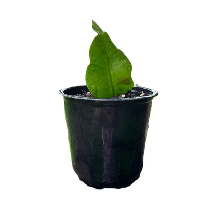 Organic Queen of The Night Live Plant Epiphyllum Oxypetalum Cutting with Roots 4"-8" in Length, Night Blooming Cereus, Princess of The Night in 4" Pot