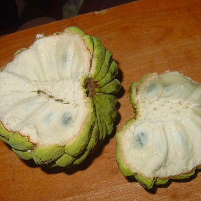 Live Plant - Sugar Apple (Annona Squamosa) Big Live Fruit Tree 12”-24”
