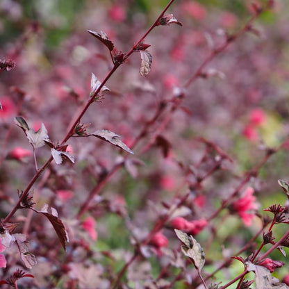 Pack of 2 Live Cranberry Hibiscus Plants, 4-6 Inches Tall, Hardy Flowering Plants, Ready to Grow, Suitable for Indoor or Outdoor Planting