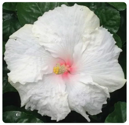 Live Plant - Whipped Cream-Small Rooted Exotic Tropical Hibiscus Starter Plant