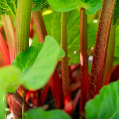 5 XL Size Rhubarb Roots for Planting, High Yield Rhubarb Plants Live, Large Crowns Cold Hardy, Zones 2-8
