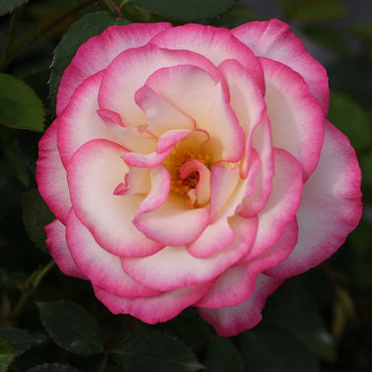 Heirloom Climbing Roses, Live Own Root Plant for Outdoor Garden, Handel, Very Fragrant, Hardiness Zones 5-10, Continual Blooming