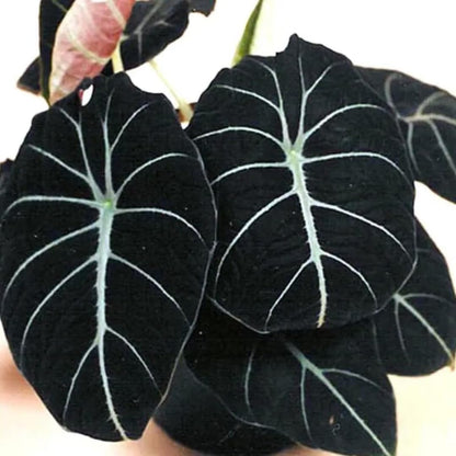 Sets 5 Alocasia Black Velvet Live Plants Indoor, 4-6 Inches Tall - Tropical Plant with Dark Leaves, Low Maintenance