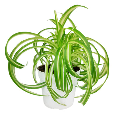Live Houseplant 4" Bonnie Curly Spider Plant - Easy Care Indoor Plant - House Plants Indoor Live - Low Light HousePlants - Plants Live Houseplants - Air-Purifying Houseplant for Home Decoration