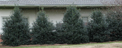 Nellie R Stevens Holly - Holiday Color - Live Plant Shipped 1 to 2 Feet Tall by DAS Farms (No California)