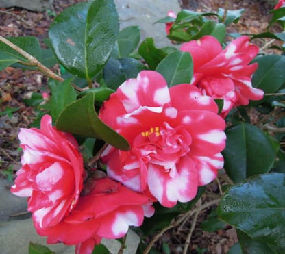 Live Plant - Governor Mouton Camellia Japonica - Starter Plant