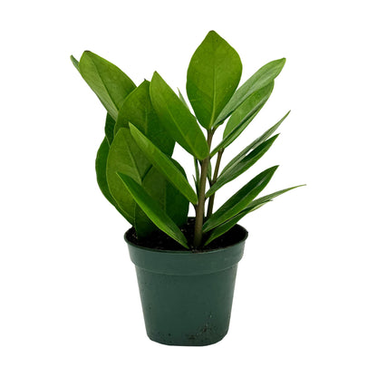 Live ZZ Plant - Zamioculcas zamiifolia - ragnaroc Tropical Plant 6-12” Tall - 1ct - Live Arrival Guaranteed - House Plants for Home Decor & Gift