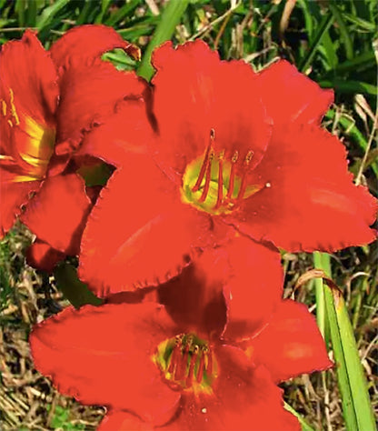 Pink Daylily - Bare Root Plant, Hardy Perennial for Zone 4, Delicate Pink Blooms, Low Maintenance, Ideal for Full Sun or Partial Shade, Perfect for Garden Borders & Landscapes