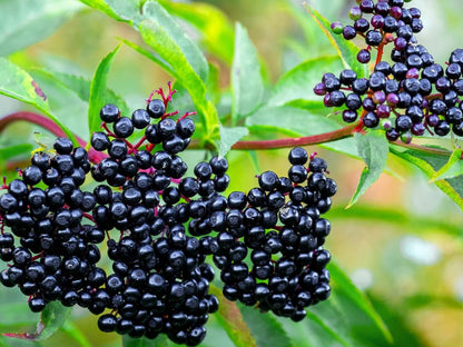 4 American Elderberry Tree Live Plant for Planting, Black Elderberry Bush Live Plants 6-12 Inc Height, Sambucus Canadensis Elderberry Plant Live, Sweet Elderberries Fruit Tree, Bareroots