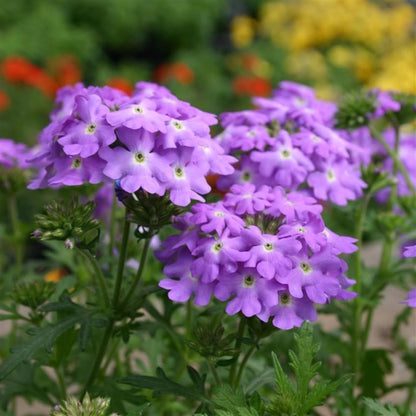 2 Lavender Verbena Live Plants, Trailing Verbena Plants for Planting Outdoor, Perennial Ground Cover Flowers 4-7 Inches