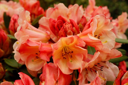Live Plant - Honey BUTTERAzalea Rhododendron Deciduous Starter Planta Beautiful Color
