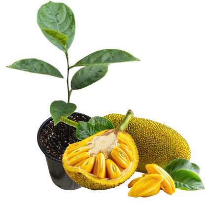 Jackfruit Tree Tropical Fruit Live Plant in 1 Gallon Pot, Perennial Fruit Tree, Yellow Jackfruit Plant from 2-3 Feet Tall