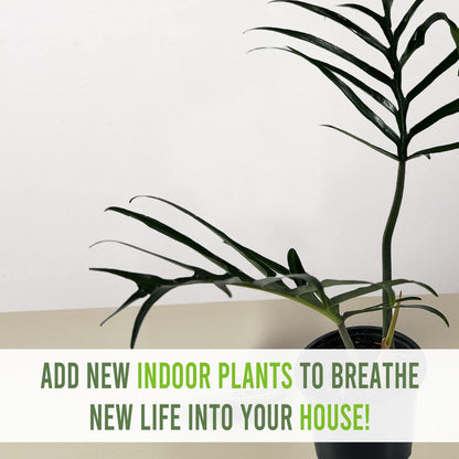 LEAL PLANTS ECUADOR Philodendron Tortum Giant | Natural Décor Plant | Philodendron Tortum Mature Indoor Green House Plant