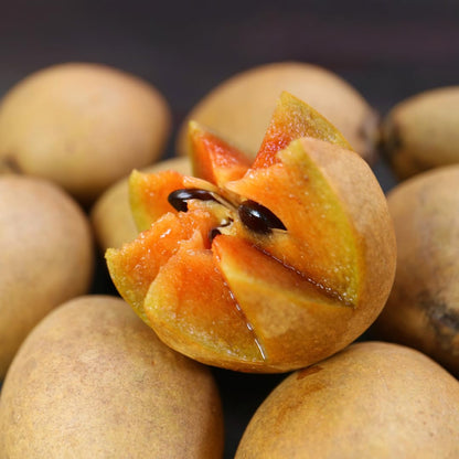 Live Sapodilla Tree, Tropical Sapodilla Fruit Tree, Sweet Fruit, 2–3 Feet Tall, Ready for Planting