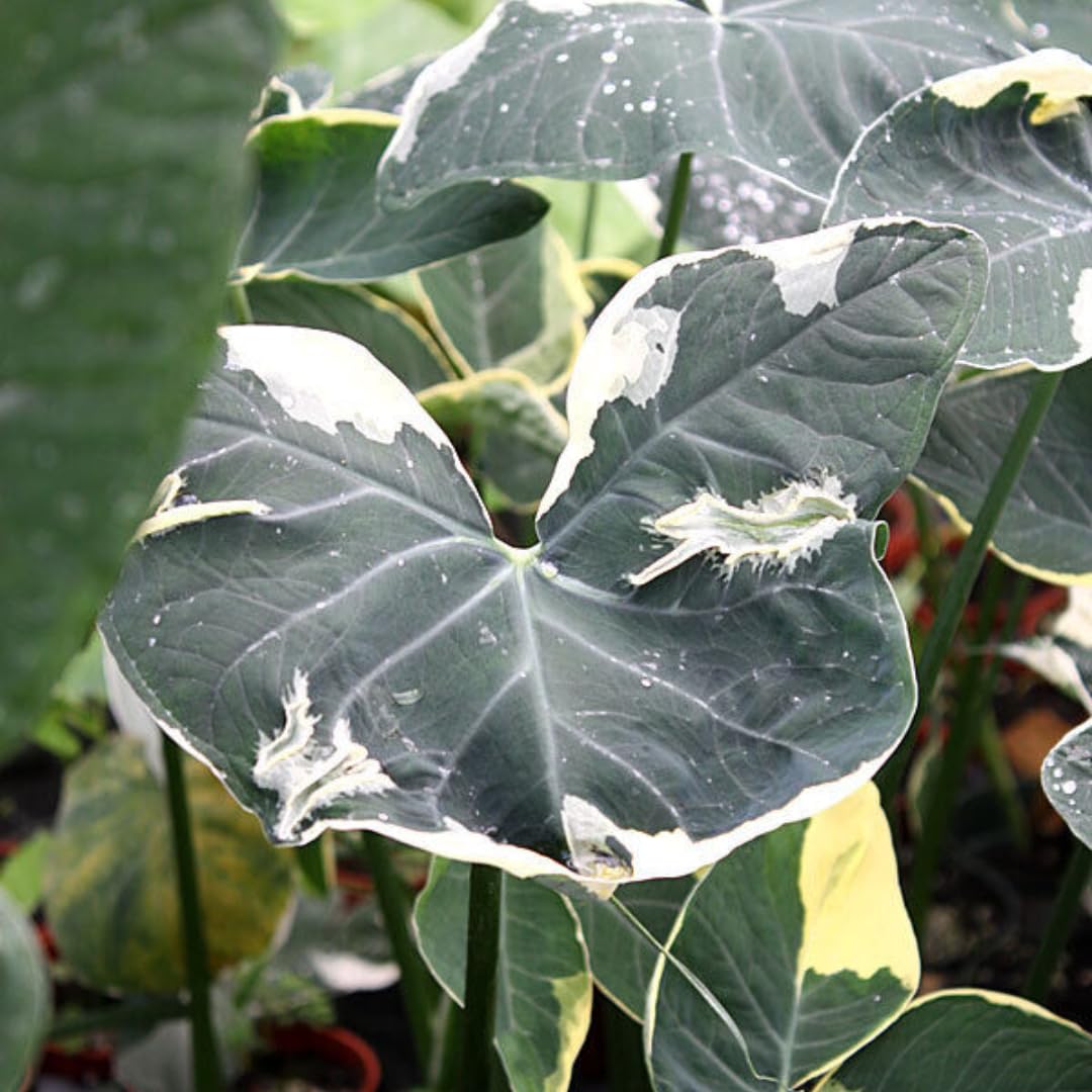 Colocasia Elephant Ears Live Plant, Alocasia Plant, Esculenta Taro Live Houseplant, 5-7 Inc Tall (Variegated)