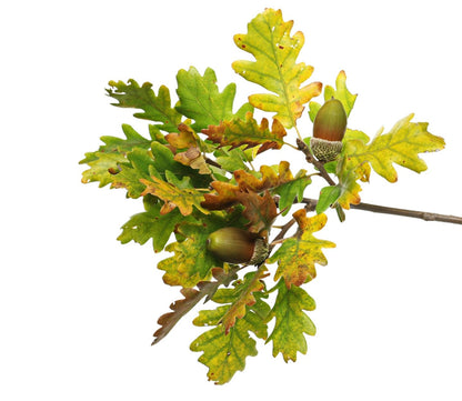 10 White Oak Tree Seedlings for Planting - 1 Yr Old Seedlings of Quercus alba