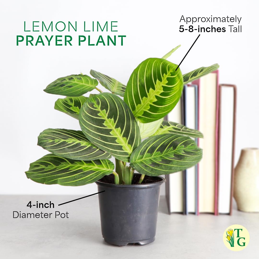 Thorsen's Greenhouse Lemon Lime Prayer Plant, Live Indoor Plant, Pet Friendly, Attractive Houseplant, Lemon Maranta, Easy to Grow, 4" Diameter Pot (Brushed Silver)