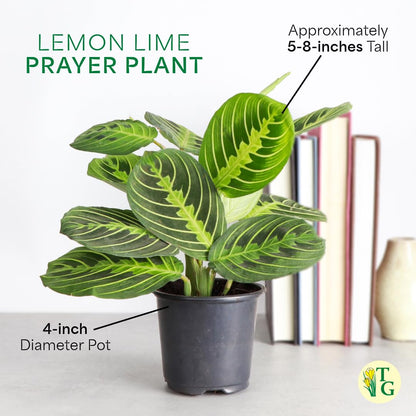 Thorsen's Greenhouse Lemon Lime Prayer Plant, Live Indoor Plant, Pet Friendly, Attractive Houseplant, Lemon Maranta, Natural Air Purifier, Easy to Grow, 4" Diameter Pot (Growers Pot)