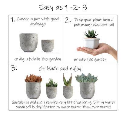 Altman Plants, Mimicry Succulents Plants Live Mini Succulents (4 Pack), Lithops Live Plants Outdoor or Live Indoor Plants, Living Stones Succulent Plants Live Houseplants, Succulent Plant House Plants