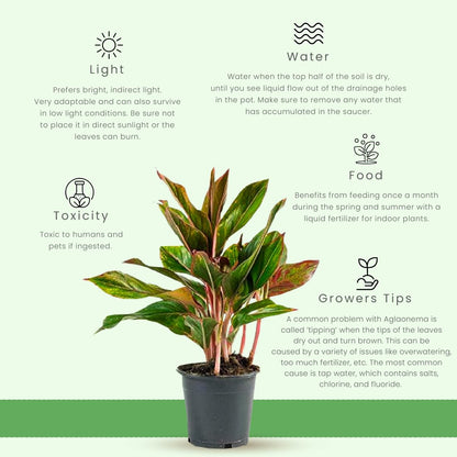 American Plant Exchange Aglaonema Red Sapphire – 6-Inch Pot – Live Chinese Evergreen Houseplant, Vibrant Low Light Foliage for Home, Office, or Indoor Garden Decor