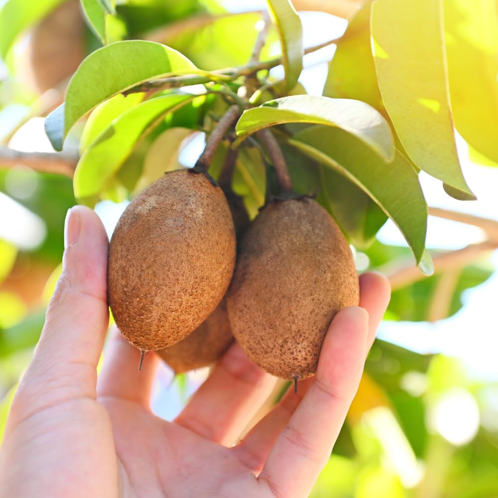 Sapodilla Tree Live Plant to Grow Outdoor 2 to 3 Feet, in 3 Gallon Pot, Sapodilla Plant Live, Cannot Ship to CA