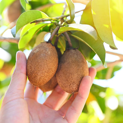 Sapodilla Tree Live Plant for Planting 2 to 3 Feet, in 3 Gallon Pot, Sapodilla Plant Live Ready to Grow, No Shipping to CA