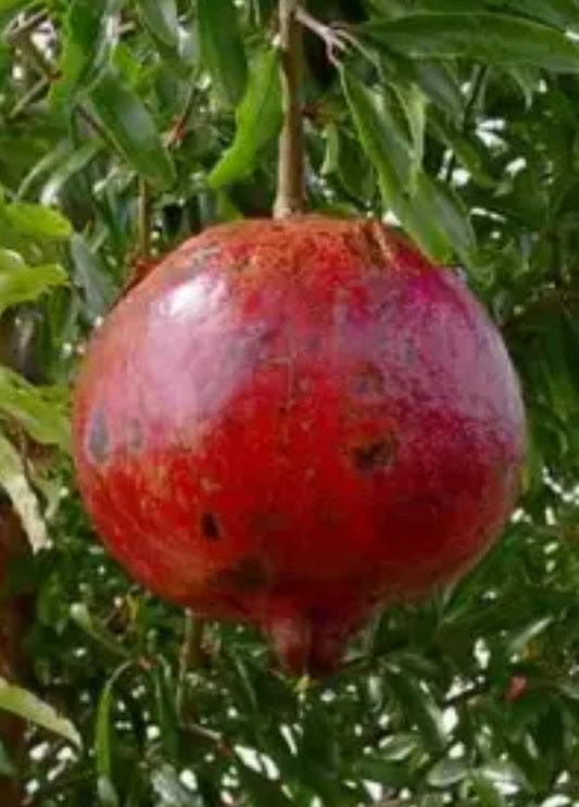 Live Plant - Pomegranate - '2 Trees ‘Wonderful' - Punica granatum