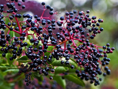 Set 3 American Elderberry Trees Live Plants for Planting, Black Elderberry Bush Live Plants, Sweet Elderberry Plants Live, Sambucus Canadensis Elderberries Fruit Trees 6 to 12 Inch Tall Bareroots