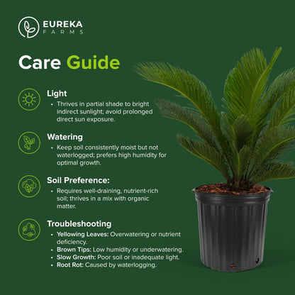 Sylvester Date Palm, Phoenix Sylvestris Robusta – Tropical Exotic Live Plant, Cold Hardy Garden Palm, Drought Tolerant, Low Maintenance Houseplant (2gal Pot, 1-2ft)