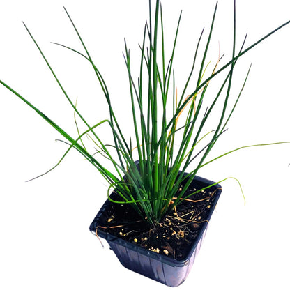 Smoke Camp Crafts Organic Chives Plant, (Allium schoenoprasum) 2.5-inch Pot - Kitchen Garden Herbs Live Plant