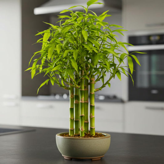 Beta Bucks John Bamboo Willow Bonsai Forest – 7 Willow Bonsai Cuttings for DIY Mini Tree Garden, Fast Rooting Live Plant Starts for Indoor Outdoor Planters, Zen Decor, Beginner Friendly Growing Kit
