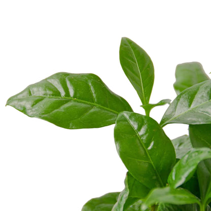Arabica Coffee | Live Plant for Indoor & Outdoor | for Living Room, Office, Bathroom | (3" Pot)