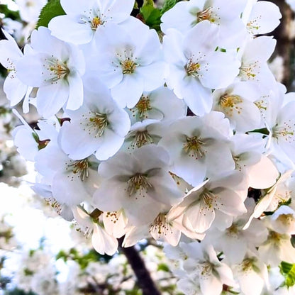 Cherry Blossom Tree, Live Ornamental Tree 6-12" Tall in Pot, Beautiful Spring Blooms for Outdoor Planting (Snow Cherry Blossom)